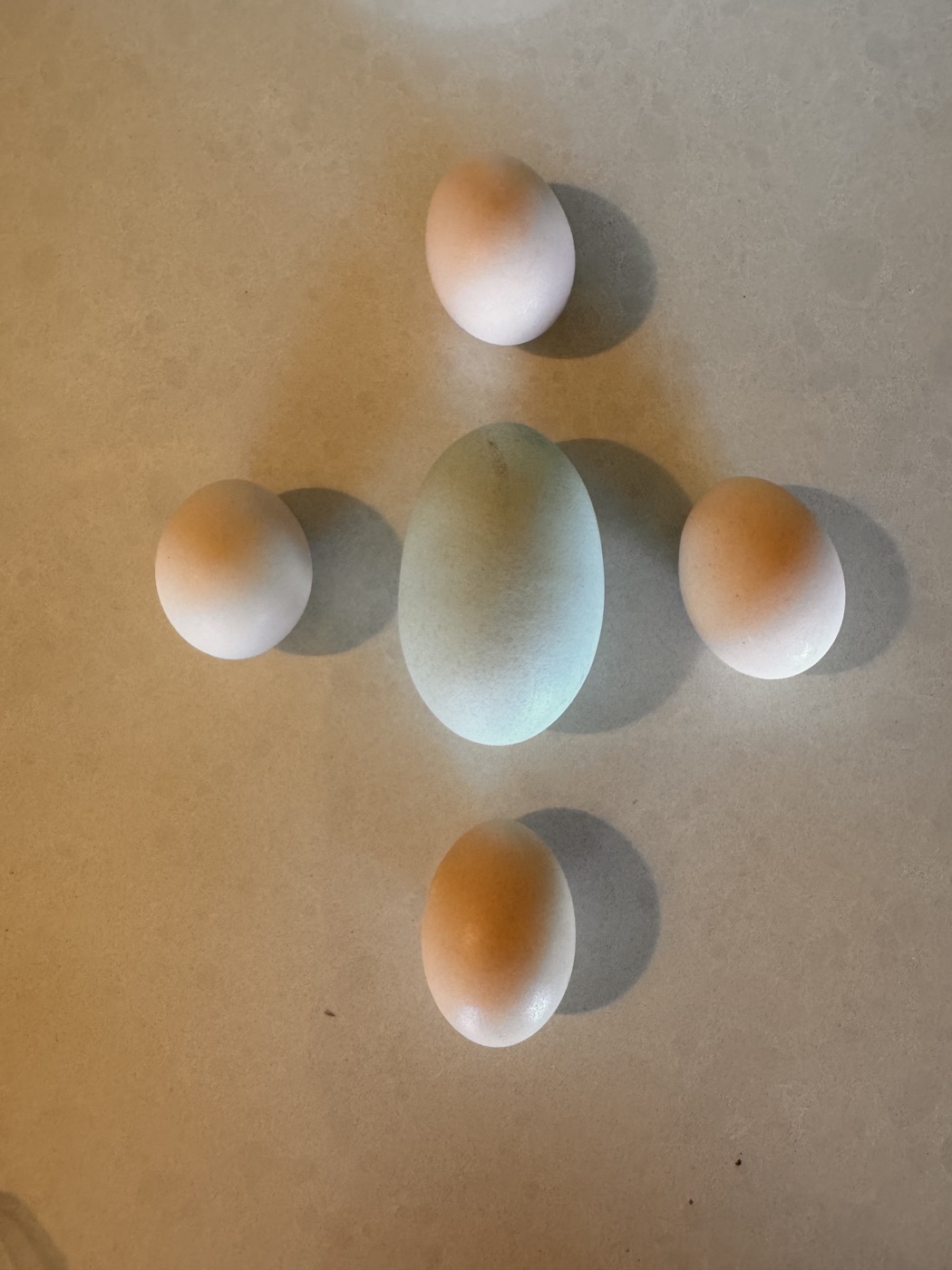 A pale egg with a natural ring marking
